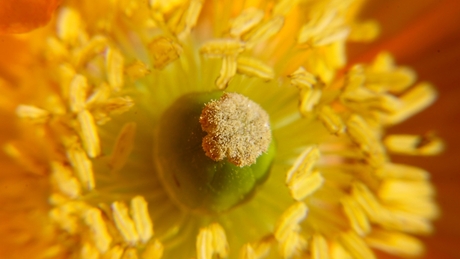 zomergoud