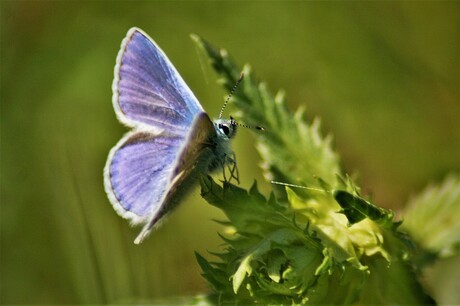 icarus blauwtje