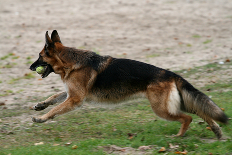 Jenna in actie