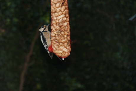 Bonte Specht 26-12-2012 008.JPG