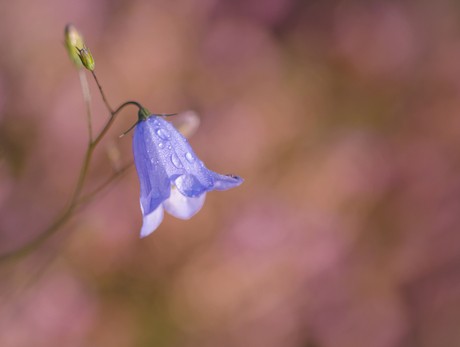 Ochtend kleuren