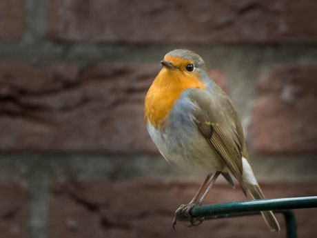 roodborst