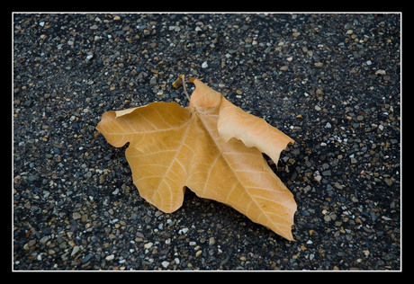 Leaf on asphalt.