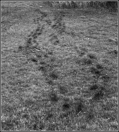 Footsteps in the grass