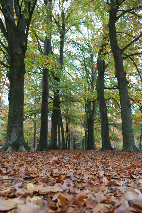 Bomen laan