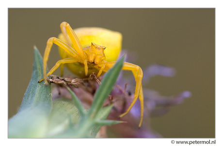 Yellow spider