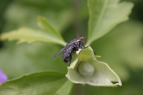 Vlieg op bloem