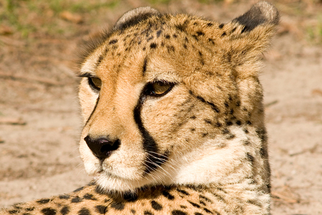 Cheetah in de zon