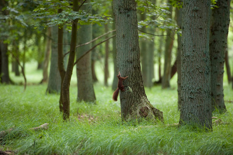 Eekhoorn in het bos