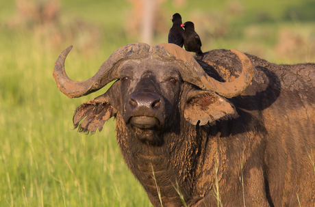 Buffel-Oeganda