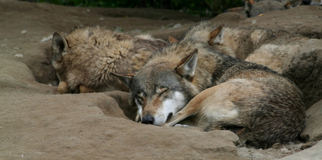 pack at rest