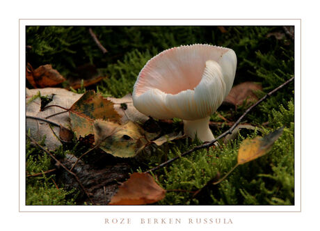 Roze Berken Russula