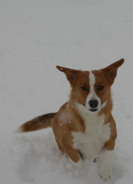 Welsh Corgi