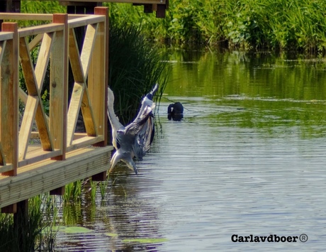 De duik van de reiger voor het lekkere hapje