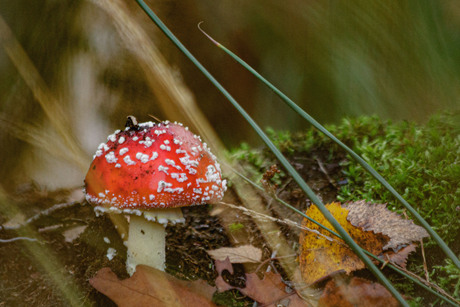 vliegenzwam stratumse heide