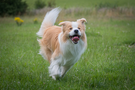 Baldadige bordercollie