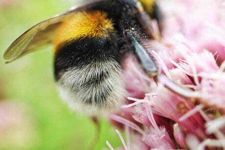 Fluffy bum Bumblebee 