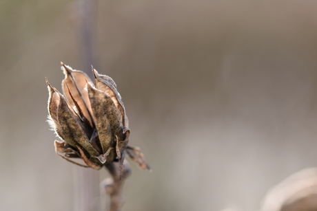 Stilleven in de natuur 