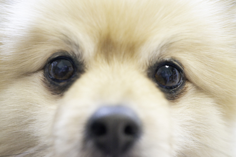 De altijd schattige Chico