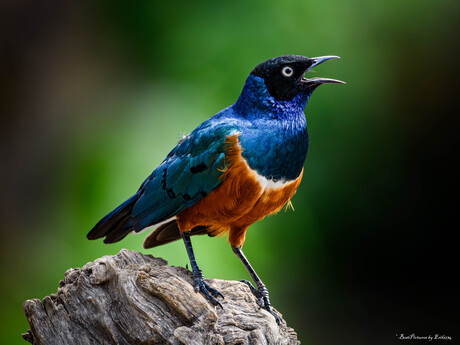 Driekleurige Glansspreeuw