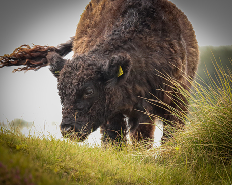 "Where the Grass Meets the Horizon: The Grazing Bison's Secrets"