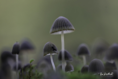 Welkom in de magische wereld van de paddenstoel