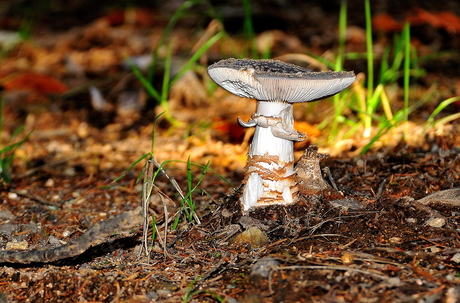 Grauwe amaniet (Amanita excelsa)