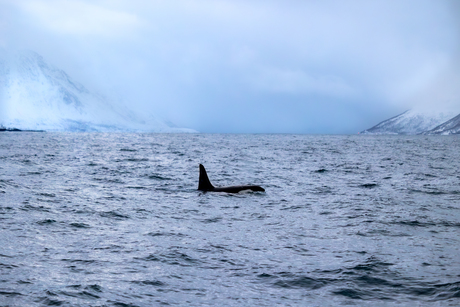 Killer Whale: ruler of the Arctic waters