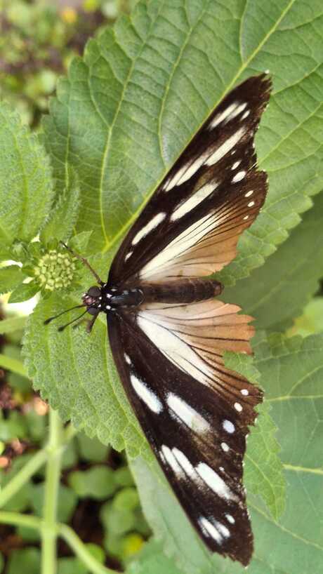 Vlinder photo 