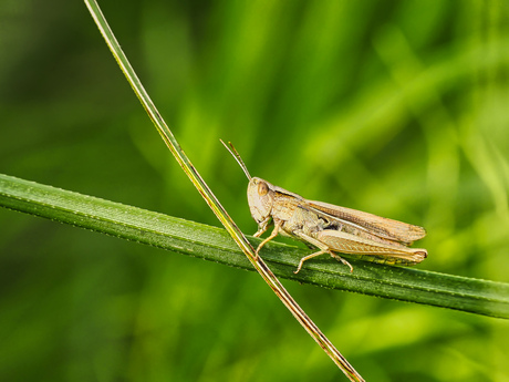 Kustsprinkhaan