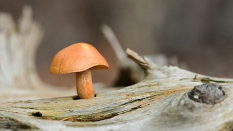 Een gat in de markt.
