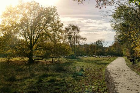 Kudde grazende schapen