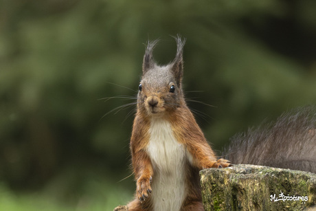 Eekhoorn (Sciurus vulgaris)