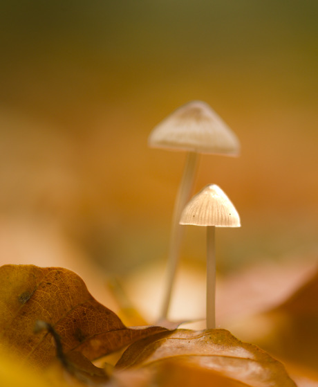 Onder grote broer, maar in het licht