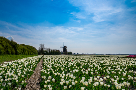 Holland op zijn best.