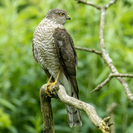 Sperwer-Sparrowhawk (Accipiter nisus)