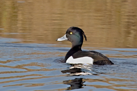 Lekker in het zonnetje