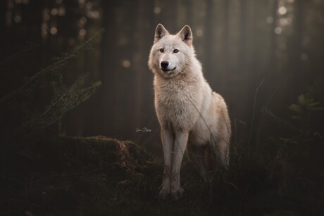 Wolf op de Veluwe