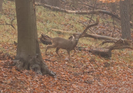 Nieuwsgierig reetje.