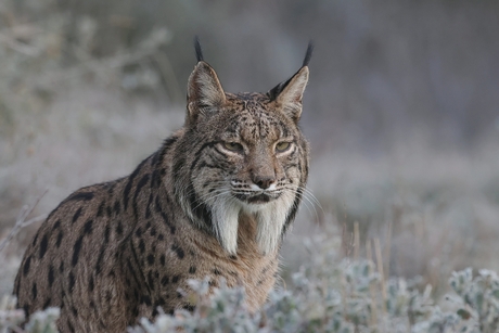 Pardel- of Iberische Lynx