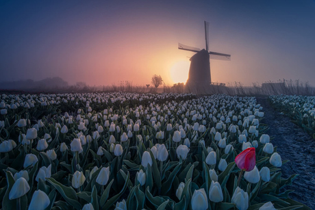 Rode tulp in wit veld