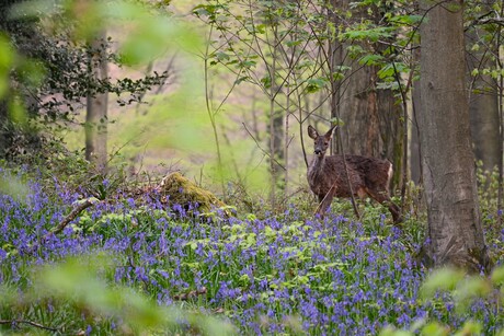 ree in het bos
