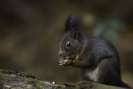 Nootjes hamsteren!!!!