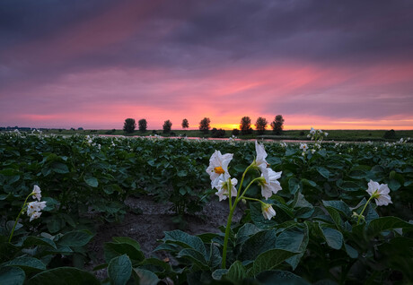 Potato Sunrise