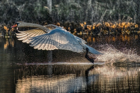 Wilde zwaan tijdens take-off