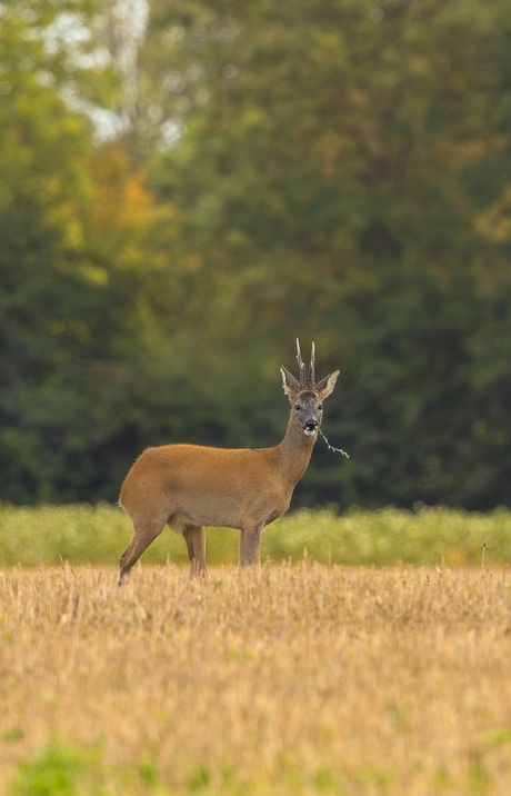 Tussen oogst en herfstkleuren 