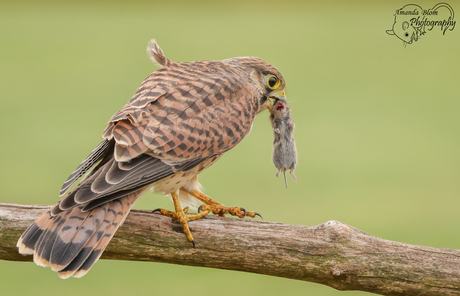 Torenvalk met gevangen muis