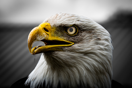 De imposante Amerikaanse Adelaar oftewel de Bald Eagle