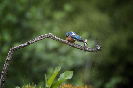 Ijsvogel Rijssen afslaan prooi