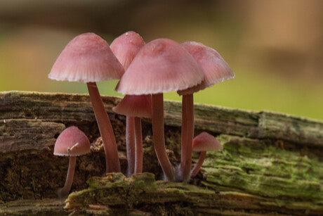 groepje  bloedsteelmycena's op boomstam